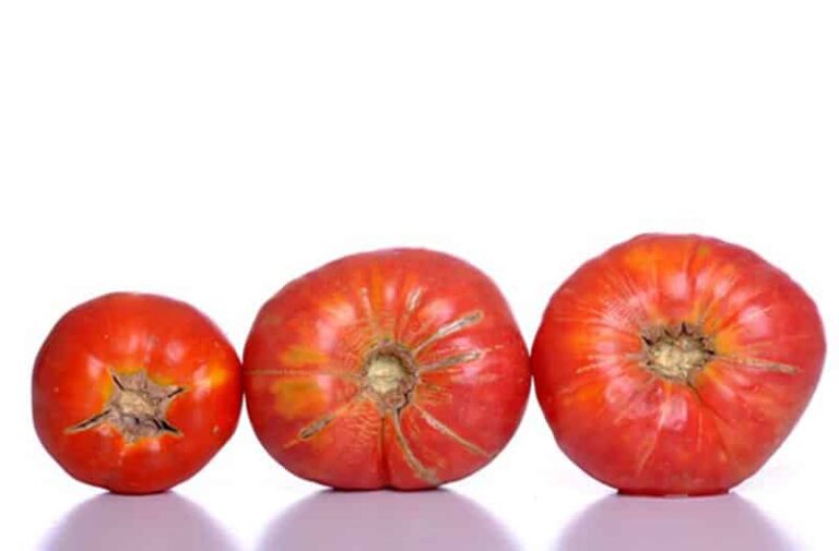 45 Types Of Tomatoes AtoZ Defined Photos Butter N Thyme