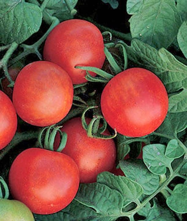 45 Types Of Tomatoes AtoZ Defined Photos Butter N Thyme